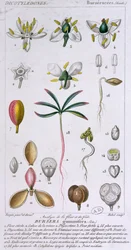 Bursera Gummifera, graviert von Rebel um 1810-20